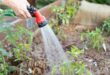 4 Unbreakable Rules for Watering Your Veggie Garden: Keep Your Plants Thriving