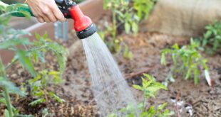 4 Unbreakable Rules for Watering Your Veggie Garden: Keep Your Plants Thriving
