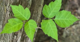 5 Easy Tricks to Banish Poison Ivy from Your Garden Forever