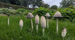 Garden Gurus Welcome Fungi Amid Autumn’s Bountiful Weather