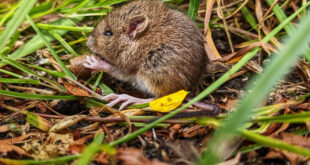Stop Voles from Ruining Your Garden