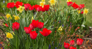 How to care for tulip bulbs after blooming, expert tips