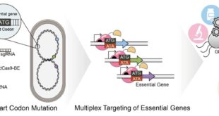 CRISPR Breakthrough Enables Precise Microbe Control