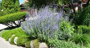 Prune This Plant in June for Bigger, Brighter Blooms