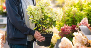 Avoid hydrangeas: The drought-resistant plant for your yard