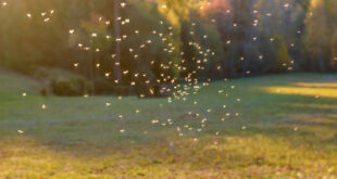 Stop Mosquitoes from Taking Over Your Yard This Summer