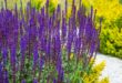 Perennial Flowers That Return Every Year with Minimal Effort Perennial Flowers That Return Every Year with Minimal Effort