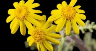 Bare garden spots? These 12 plants fill in fast for full summer coverage